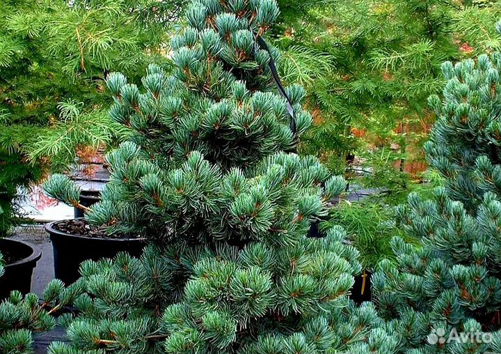 Сосна голубая,гибкая Глаука