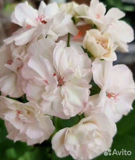 Рассада черенков