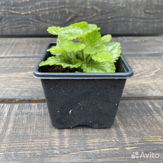 Яснотка зеленчуковая Florentinum