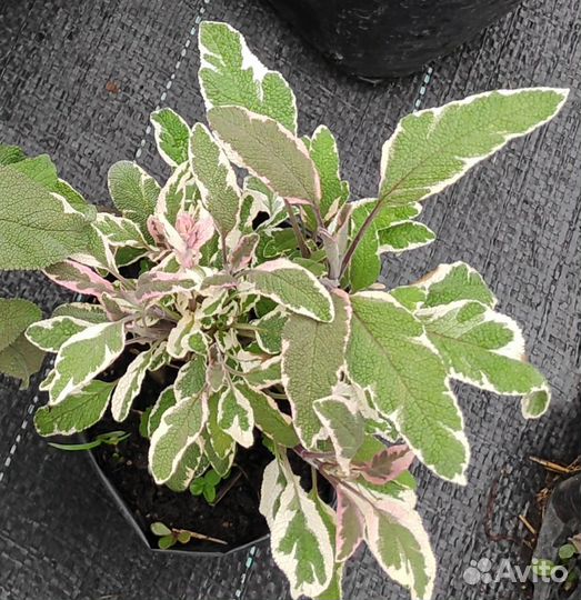 Шалфей Иссоп Лавандин Розмарин Лапчатка Сантолина