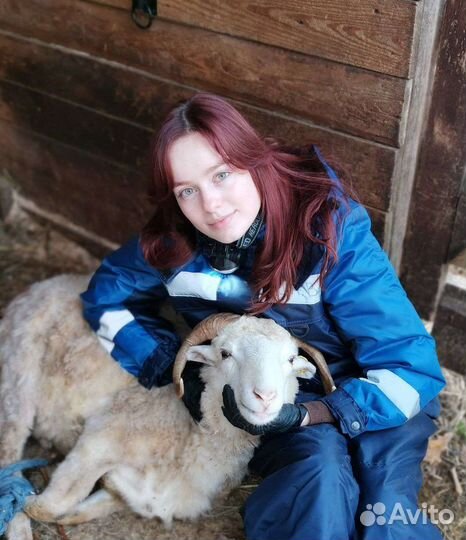 Зоотакси с ветеринарным врачом