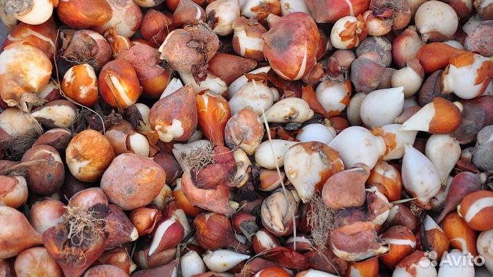 Луковица тюльпанов оптом 12;14+для выгонки