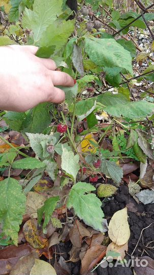 Клубника и малина ремонтантная