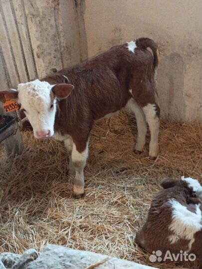 Телята бычки