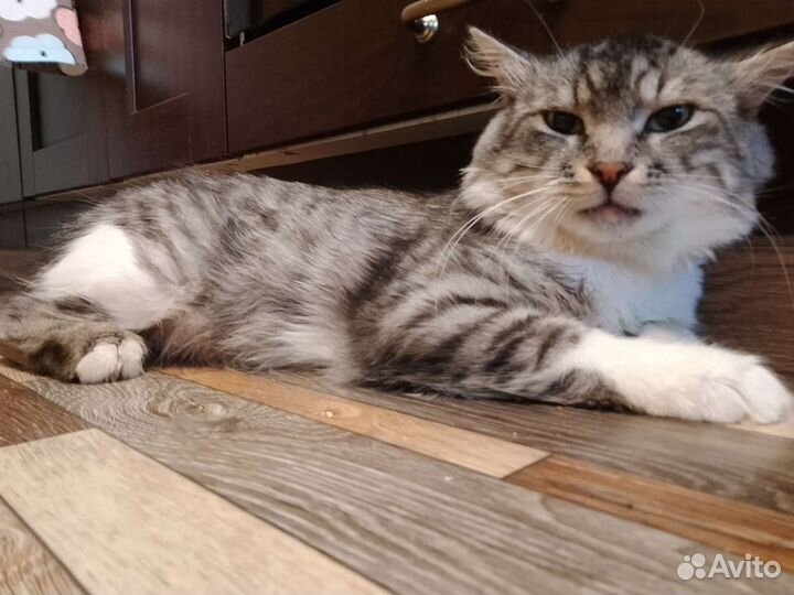 Отдам кота в добрые руки