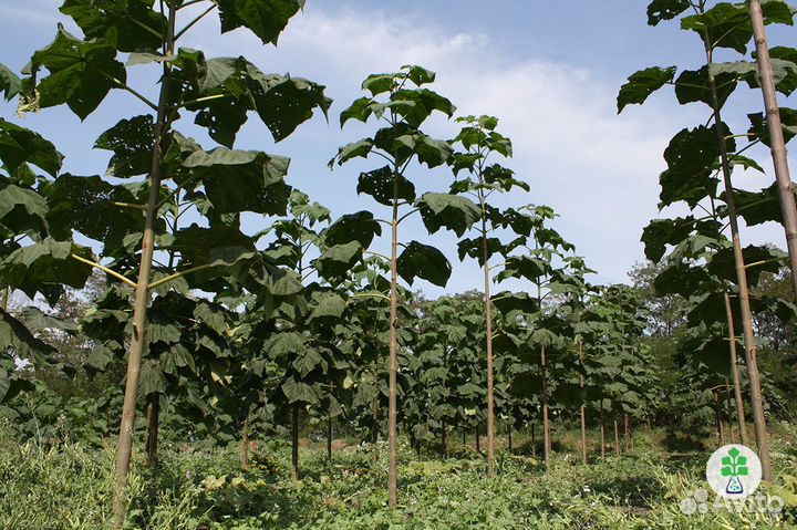 Саженцы и крупные деревья павловнии