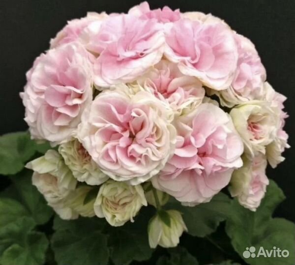 Пеларгония