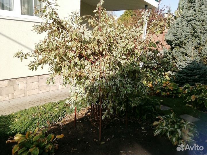 Дерен пестролистный 3 года