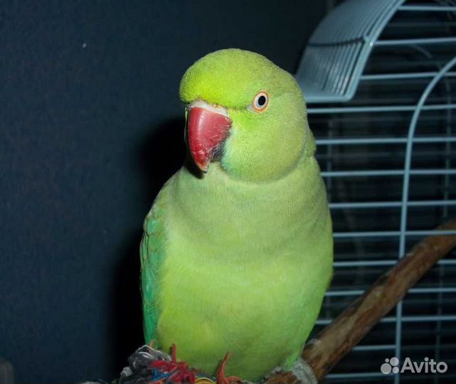 Ожереловый попугай