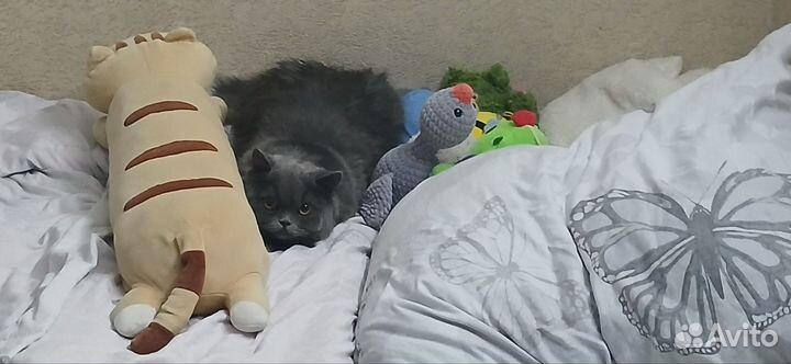 Шотландская кошка в добрые руки