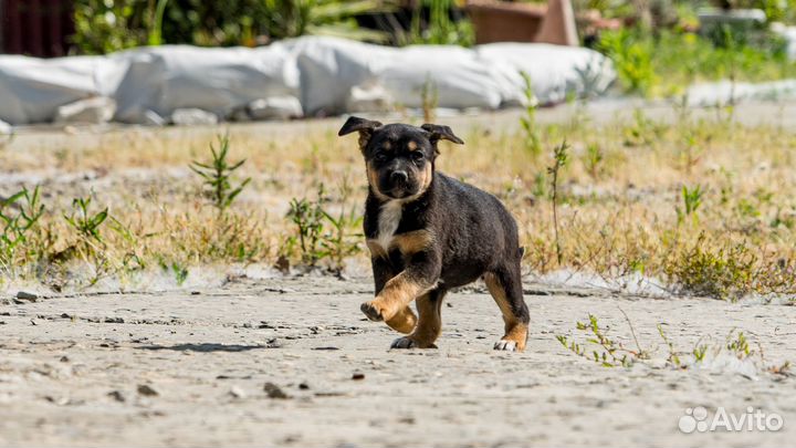 Щенята в дар