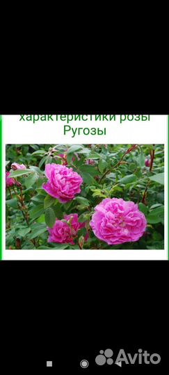 Канадские морозостойкие розы