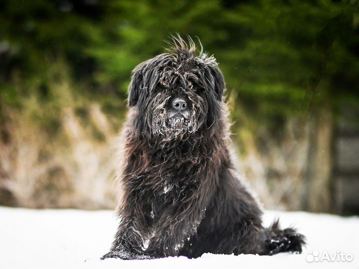 Русский черный терьер в поиске дома