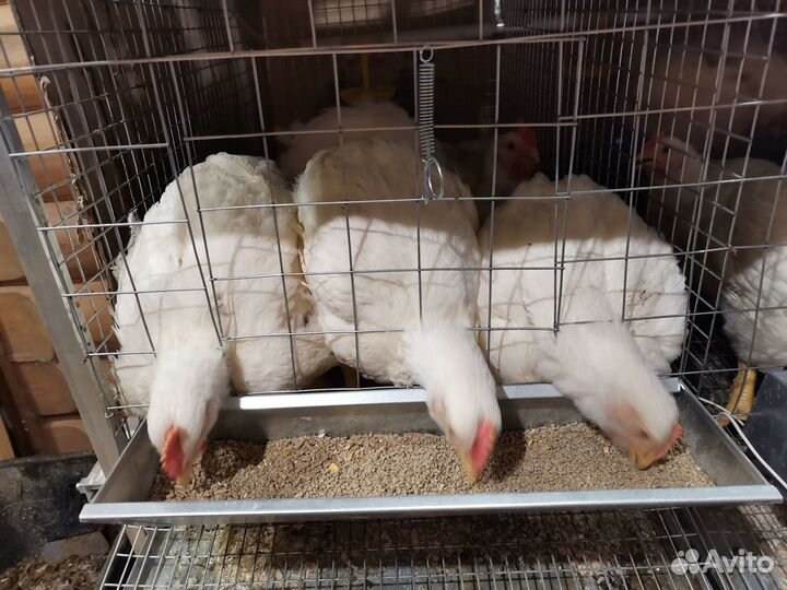 Клетка для кур до 96 голов 3-х ярусная с каркасом