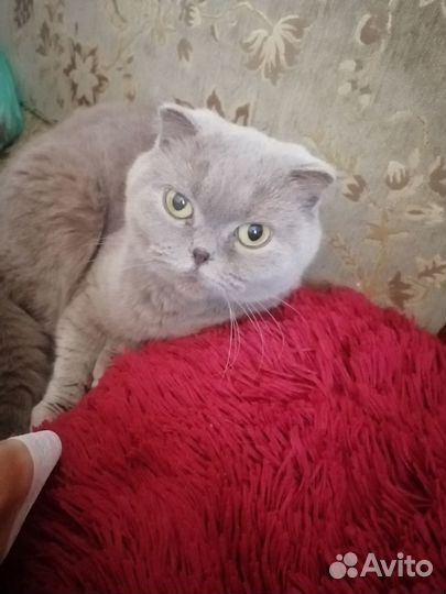 Отдам в добрые руки