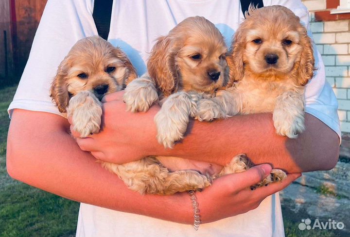 Кокер спаниель