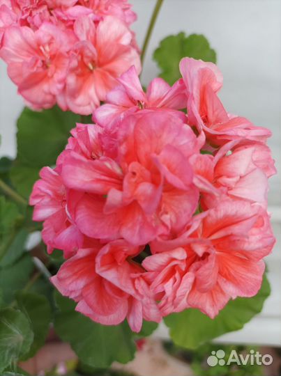 Пеларгония Mormor