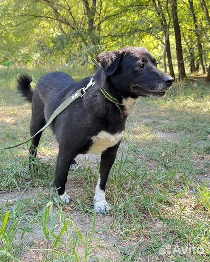 Собачка в добрые руки