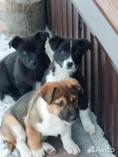 Щенок в добрые руки