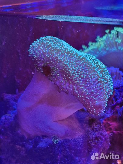 Саркофитон короткополипный