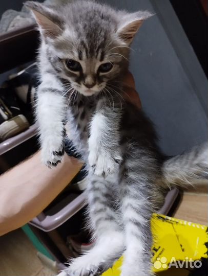 Котик в добрые руки