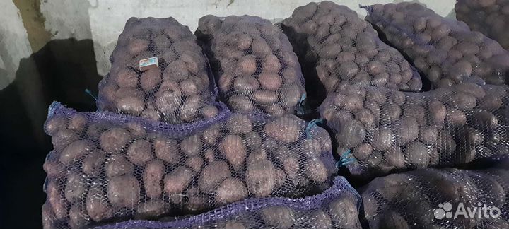 Картофель из Базарного-Карабулака