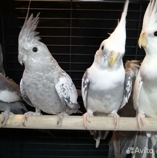 Попугай корелла безщёкая