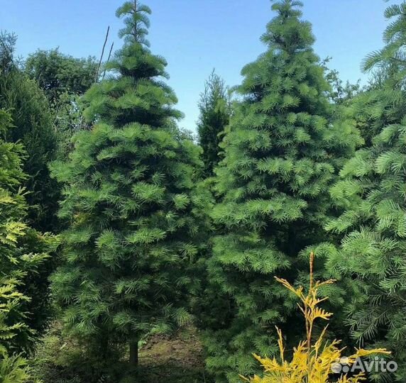 Пихта конколор