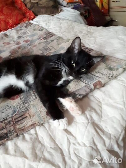 Котик с Идеальным характером привит