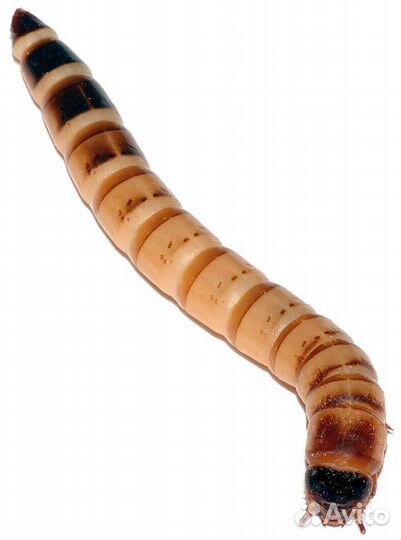 Живой корм (личинки зоофобоса)