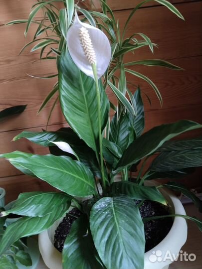 Спатифиллум