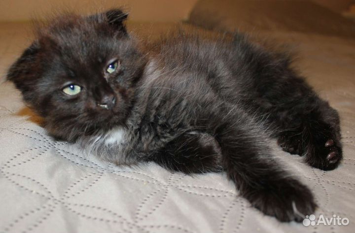 Скоттиш фолд мальчик