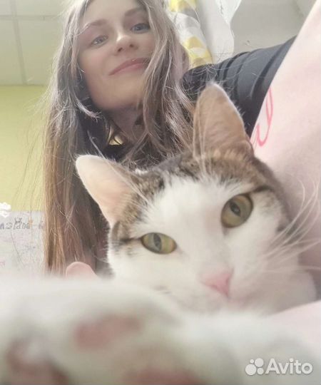 Передержка кошек