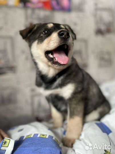 Собака в добрые руки щенок