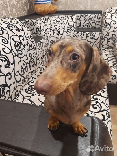 Мраморная такса. Вязка