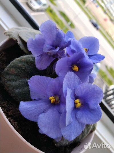Фиалки сортовые