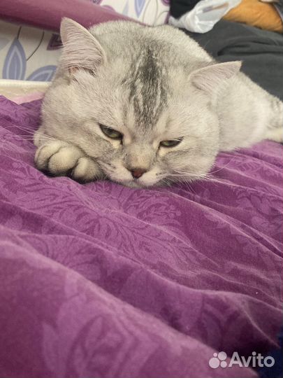 Молодой шотланский кот вязка