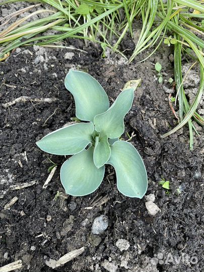 Хоста растение