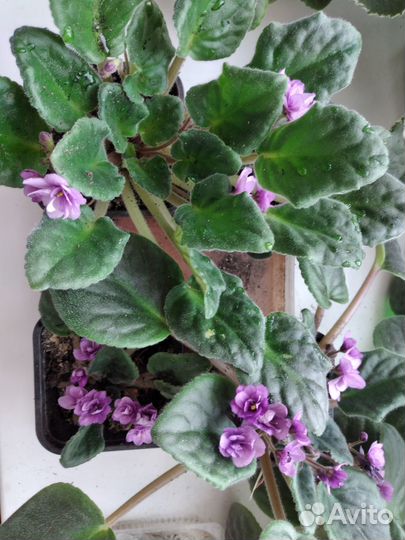 Сенполия -фиалка Spootnik цветущая