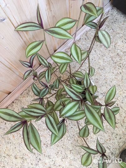 Традесканция зебрина