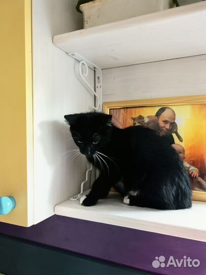 Кошка в дар