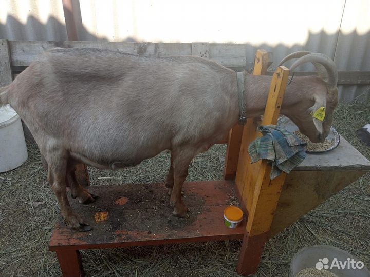 Высокоудойные альпийские козы распродаю