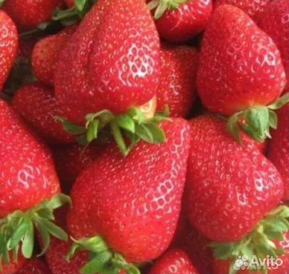 Клубника ремонтантная