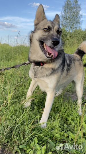 Собака в добрые руки