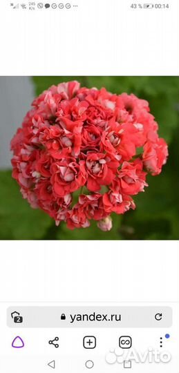 Пеларгония коллекционная