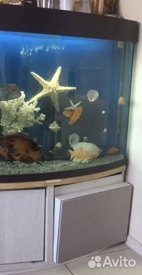 Аквариум