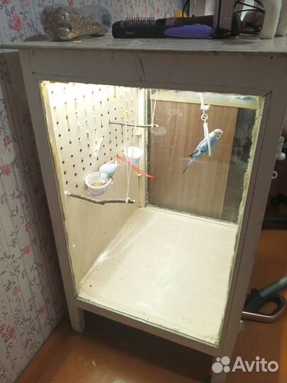 Волнистый попугай