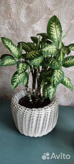 Диффенбахия