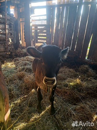 Бычок джерси