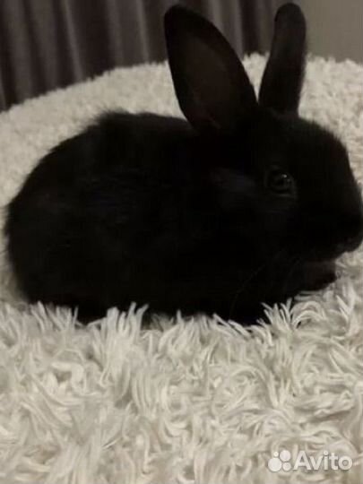 Вязка дикаративный кролик